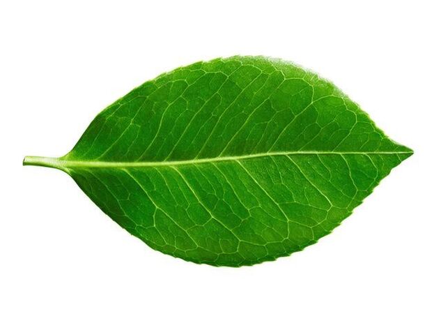 Hoja de Buchu en cápsulas Predstonorm